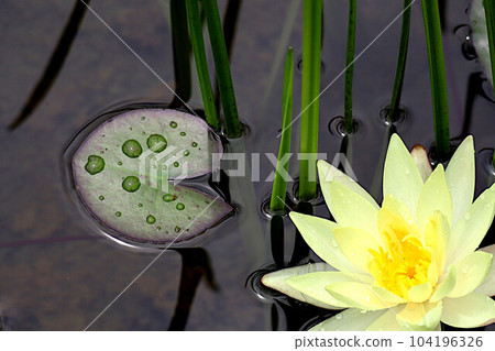 白睡蓮花朵和葉子，在雨季的陽光明媚的天氣裡綻放著圓點 104196326