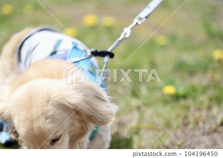 Miniature Dachshund Cream Dachshund Reluctant to Walk 104196450