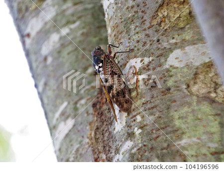Insects in summer Abra cicadas stuck in tree trunks Insects in summer Abra cicadas stuck in tree trunks 104196596