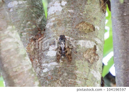 Insects in summer Abra cicadas stuck in tree trunks Insects in summer Abra cicadas stuck in tree trunks 104196597