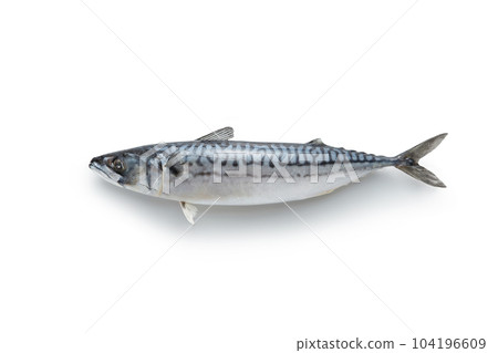 Whole mackerel fish on white background. Whole mackerel fish on white background. 104196609