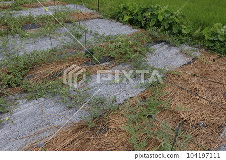 Countermeasures for poorly growing watermelon fields Countermeasures for poorly growing watermelon fields 104197111