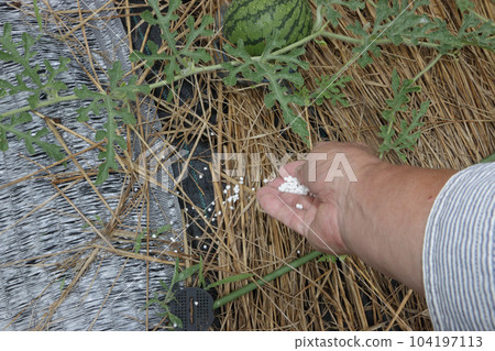 西瓜田長勢差的對策 西瓜田長勢差的對策 104197113