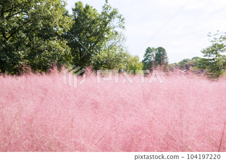 Capillaris at Nagai Botanical Garden 104197220