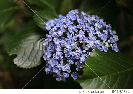 紫色繡球花 104197252