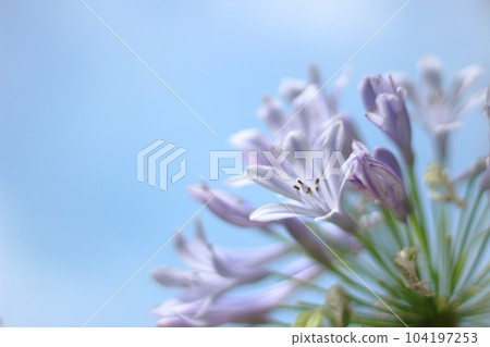 百子蓮在藍天的映襯下綻放 百子蓮在藍天的映襯下綻放 104197253