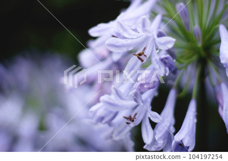 百子蓮濕潤了雨 104197254