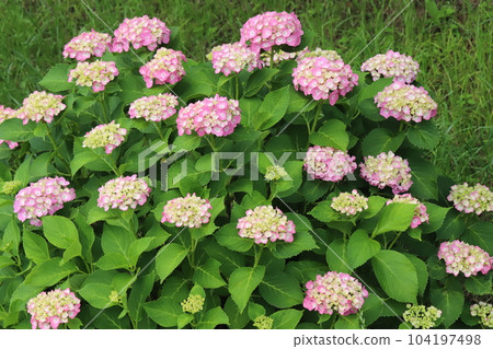 Pink hydrangea flowers blooming in the park in early summer 104197498