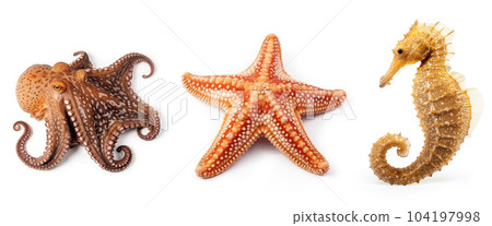 Set with sea animals, isolated on white background. Collection of ocean inhabitants. Marine life. Undersea creatures. Underwater wildlife. Octopus, seahorse and sea star. Generative AI. 104197998