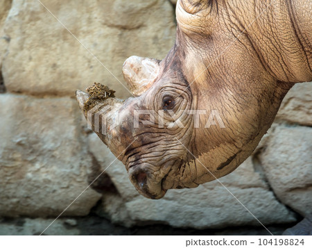 white rhinoceros dirty mud walking scenery close up with copy space white rhinoceros dirty mud walking scenery close up with copy space 104198824