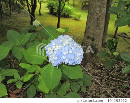 藍色漸變繡球花 104198952