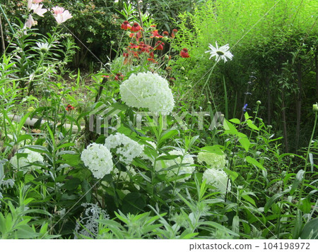 Annabelle hydrangea whose flower color changes from white to green 104198972