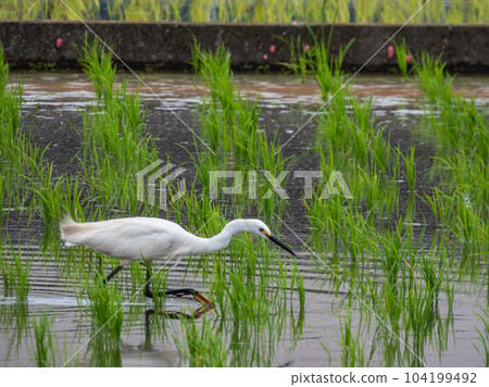 白鷺在稻田裡尋找食物 白鷺在稻田裡尋找食物 104199492