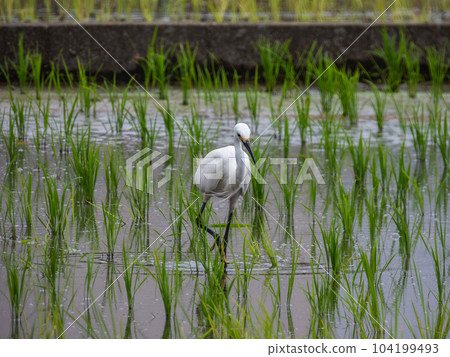 白鷺在稻田裡尋找食物 104199493