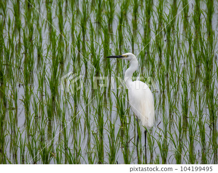Egret looking for food in the rice field 104199495