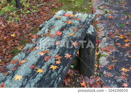 一張不用的木凳楓葉秋景 104200650