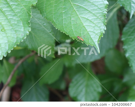 June Shinryoku Seishin Chuo Park 神戶市西區立公園距車站 5 分鐘 June Shinryoku Seishin Chuo Park 神戶市西區立公園距車站 5 分鐘 104200667