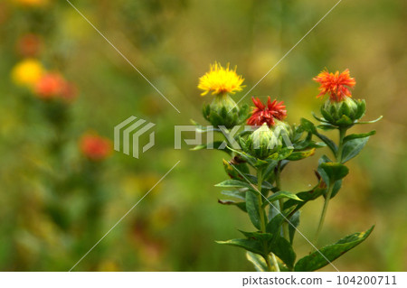 Summer flower: safflower A wild flower of the Asteraceae family that blooms in summer. It looks like a thistle and changes color from yellow to red. Summer flower: safflower A wild flower of the Asteraceae family that blooms in summer. It looks like a thistle and changes color from yellow to red. 104200711