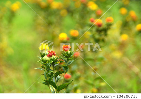 Summer flower: safflower A wild flower of the Asteraceae family that blooms in summer. It looks like a thistle and changes color from yellow to red. Summer flower: safflower A wild flower of the Asteraceae family that blooms in summer. It looks like a thistle and changes color from yellow to red. 104200713