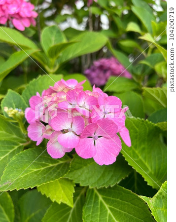 粉紅色的繡球花,粉紅色的繡球花 粉紅色的繡球花,粉紅色的繡球花 104200719