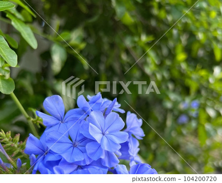 青梅花山水青青金節 104200720