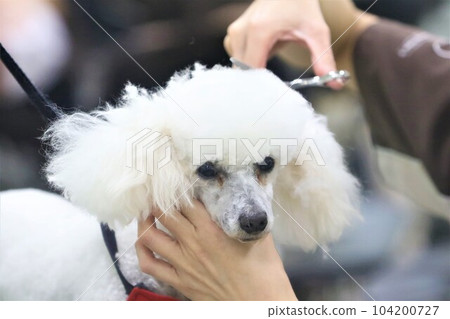 Poodle trimmers outlet