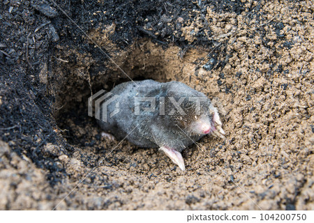 European mole emerging from its tunnel in the mole hill European mole emerging from its tunnel in the mole hill 104200750