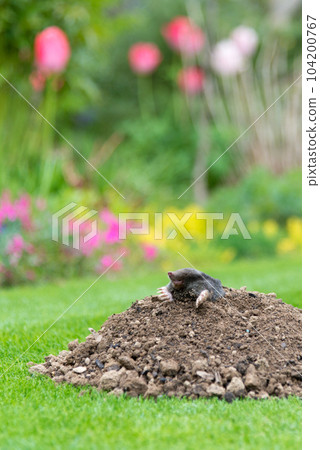 Mole, Talpa europaea, making mole hill and damaging beautiful lawn and flower garden. Mole, Talpa europaea, making mole hill and damaging beautiful lawn and flower garden. 104200767
