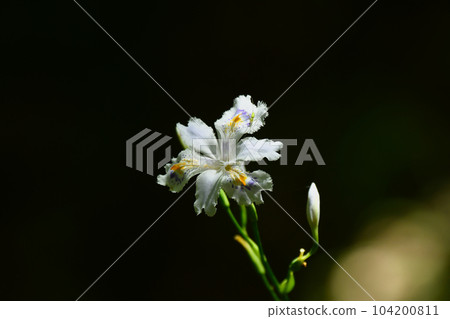 里山野生的日本流蘇花 104200811