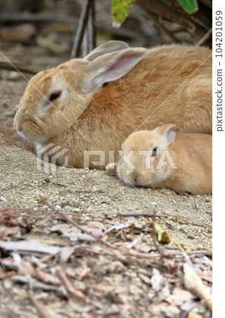 Okunoshima Rabbit Family Okunoshima Rabbit Family 104201059