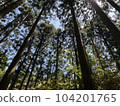 A slender cedar forest 104201765