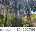 Cedar forest 104201766