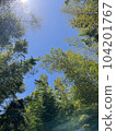 Looking up at the blue sky in the bamboo grove 104201767