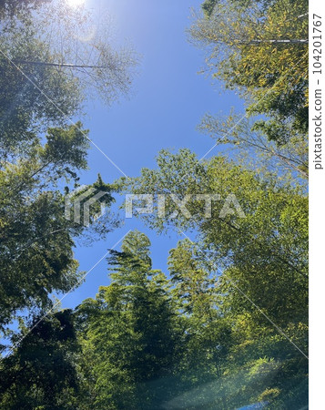 Looking up at the blue sky in the bamboo grove Looking up at the blue sky in the bamboo grove 104201767
