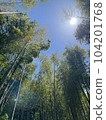 Bamboo forest, blue sky and sun 104201768