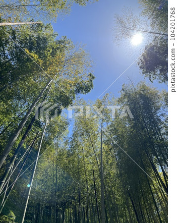 竹林、藍天和陽光 竹林、藍天和陽光 104201768