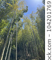 Bamboo forest and blue sky 104201769
