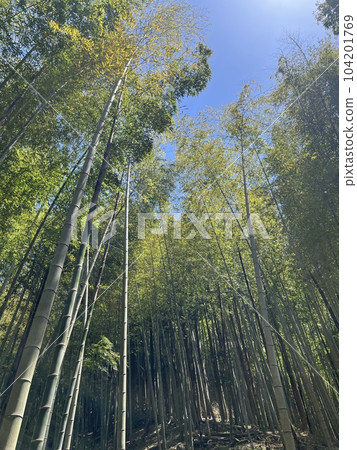 竹森林和藍天 竹森林和藍天 104201769