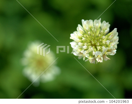 White clover (white clover) blooming in May White clover (white clover) blooming in May 104201963