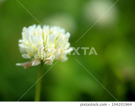 White clover (white clover) blooming in May White clover (white clover) blooming in May 104201964