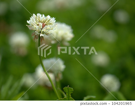 White clover (white clover) blooming in May White clover (white clover) blooming in May 104201965