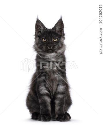 Maine Coon cat kitten on white background 104202013