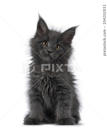 Maine Coon cat kitten on white background 104202031