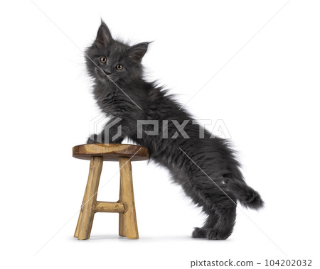 Maine Coon cat kitten on white background Maine Coon cat kitten on white background 104202032