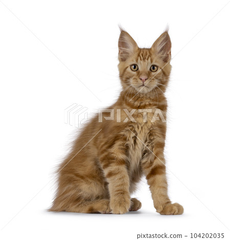 Maine Coon cat kitten on white background Maine Coon cat kitten on white background 104202035