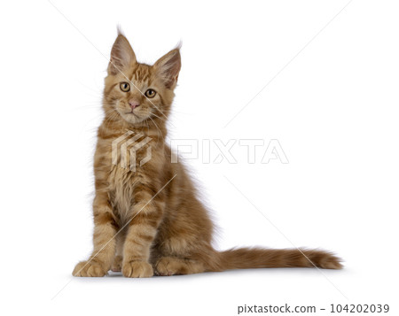 Maine Coon cat kitten on white background Maine Coon cat kitten on white background 104202039