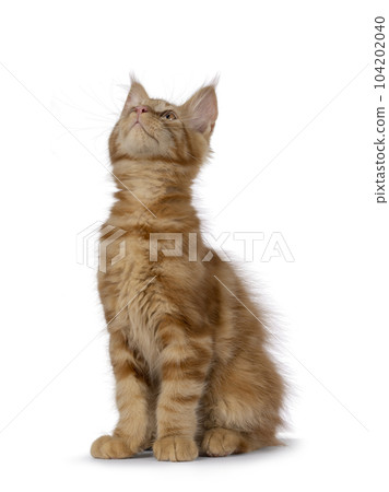 Maine Coon cat kitten on white background 104202040