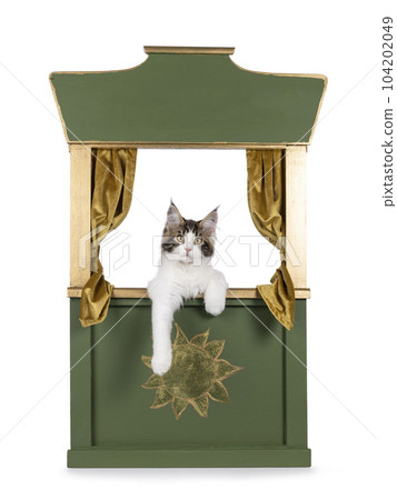 Maine Coon cat kitten on white background Maine Coon cat kitten on white background 104202049