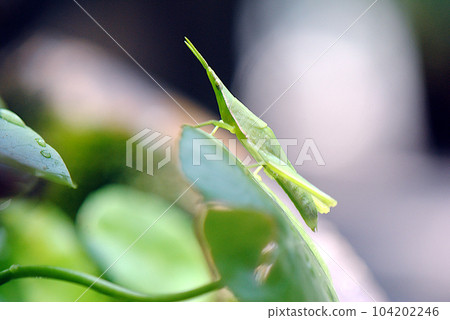 Larva of the grasshopper 104202246