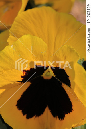 yellow viola closeup yellow viola closeup 104203109